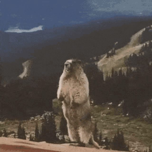 a groundhog standing on its hind legs with the words buzno on the bottom
