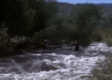 a river flowing through a forest with trees on the side