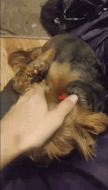 a person is petting a small dog with a red bow on its neck