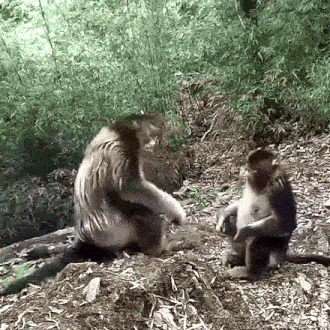 a couple of monkeys are sitting on a pile of dirt