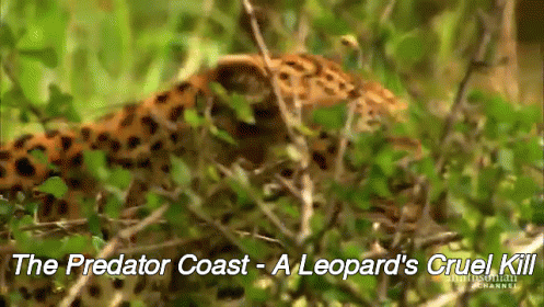 Close Up: Deadliest Predators GIF - Leopard Predator Hunging GIFs