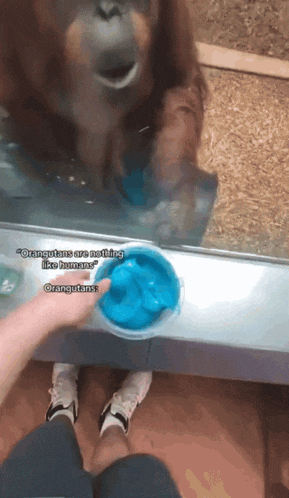 orangutans are nothing like humans according to a person