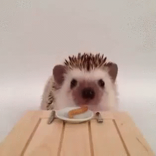 ハリネズミ　可愛い　ネズミ GIF - Hedgehog Hari Nezumi GIFs
