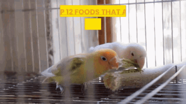 two birds in a cage with the words p 12 foods that a under them