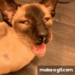 a close up of a cat with its mouth open and the words make a gif.com on the bottom right