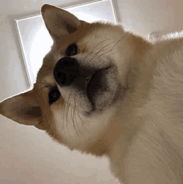 a close up of a dog looking up at the camera with its mouth open .