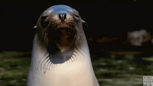 Seal Whiskers GIF - Seal Whiskers GIFs
