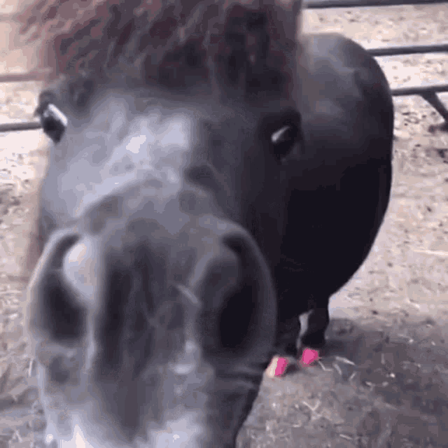 Horse Fun Pet GIF - Horse Fun Pet Pet Fun GIFs