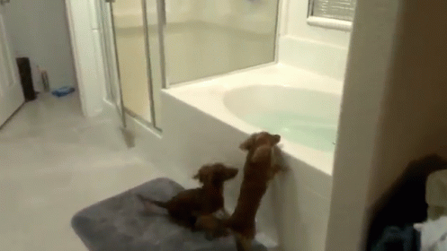 Come In! The Water'S Fine. GIF - Dog Jump Dachshund GIFs