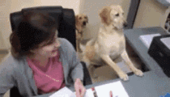 a woman sits at a desk with two dogs
