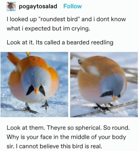 Roundest Bird GIF - Roundest Bird GIFs