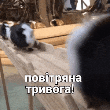 a bunch of guinea pigs are racing on a wooden track with a caption that says " повітряна тривога "