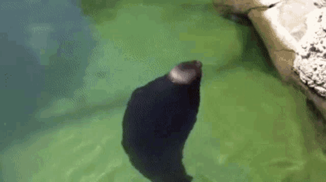 a seal is swimming in a green pond .