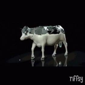 Cow GIF - Cow Milk Graphics GIFs