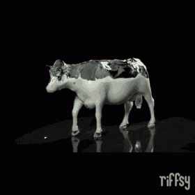 a black and white cow on a black background with tiffsy in the corner