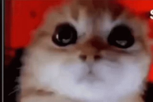 Angry Cat Meme Cat GIF