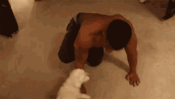 Cute Puppy Adorable GIF