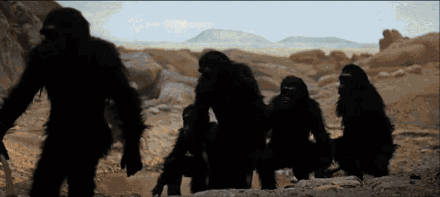 Monkey Gorilla GIF - Monkey Gorilla Bone GIFs