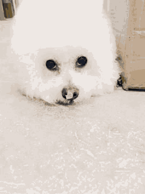 a small white dog is laying on the floor with a piece of food in its mouth .