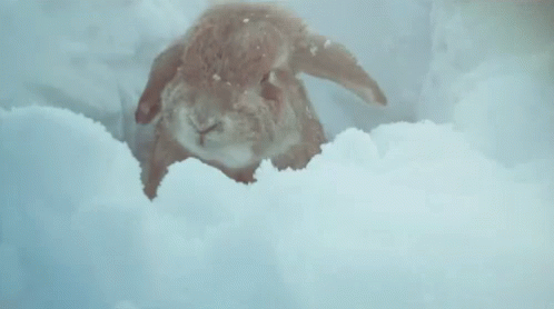 Snow Bunny GIF - Snow Bunny Rabbit GIFs