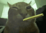 a cat is eating a piece of french fries .