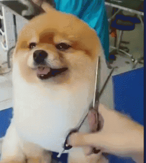 a dog is being groomed with scissors by someone