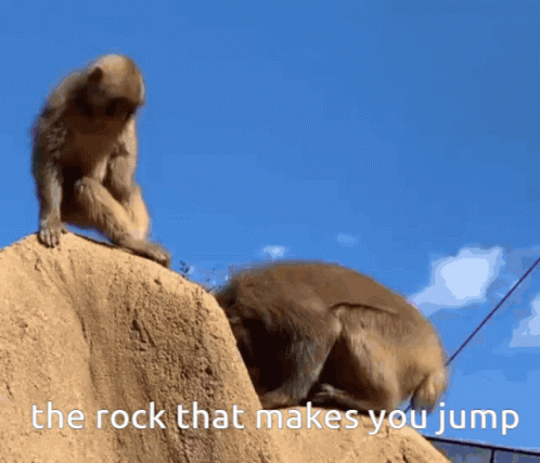 Monkey Rock GIF - Monkey Rock GIFs