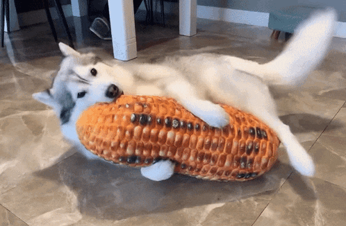 a husky dog is laying on a pillow that looks like corn on the cob