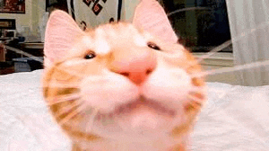 a close up of a cat 's face with a mustache .