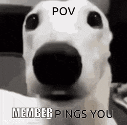 a close up of a white dog 's face with the words `` pov member pings you '' written on it .