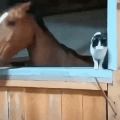 a cat standing next to a horse in a stable .