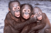three baby monkeys are hugging each other and smiling for the camera