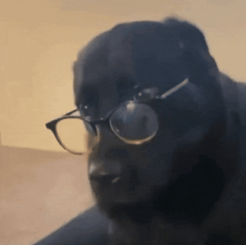 Dog Dog Glasses GIF - Dog Dog Glasses Dog Glasses Wtf GIFs