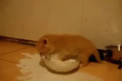 Getting That Milk GIF - Cat Kitty Spill GIFs