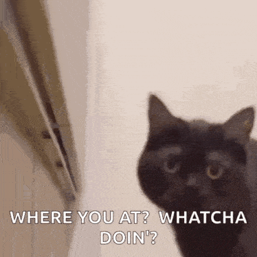 a black cat is standing in front of a door and asking where you are .
