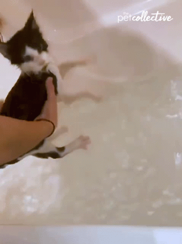 Scared Frightened GIF - Scared Frightened Bathing GIFs