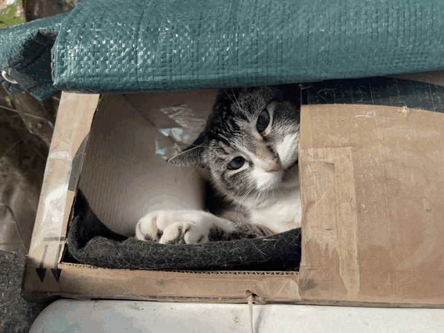 a cat laying in a cardboard box with a green tarp over it