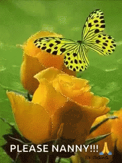 Butterfly Yellow Rose GIF - Butterfly Yellow Rose GIFs