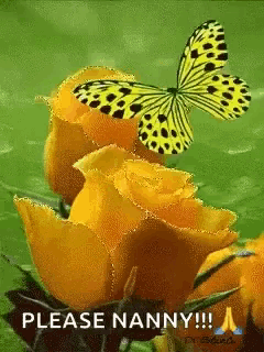 a yellow butterfly is sitting on a yellow rose with the words please nanny !!! below it