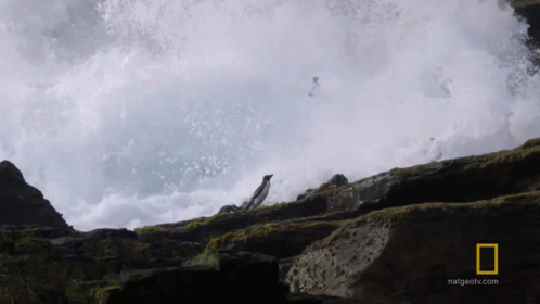 Jumping Penguin Jump GIF - Jumping Penguin Jump Jump Away From The Water GIFs