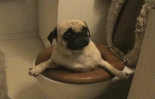 Pug Toilet GIF - Pug Toilet Cute GIFs