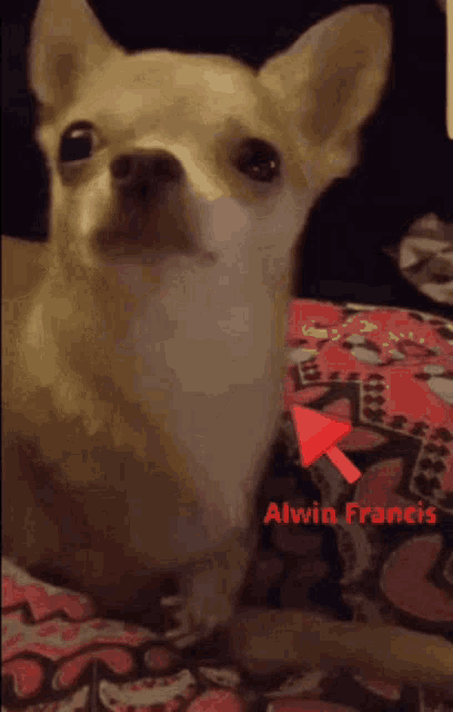 a small dog laying on a blanket with the name alwin francis on the bottom