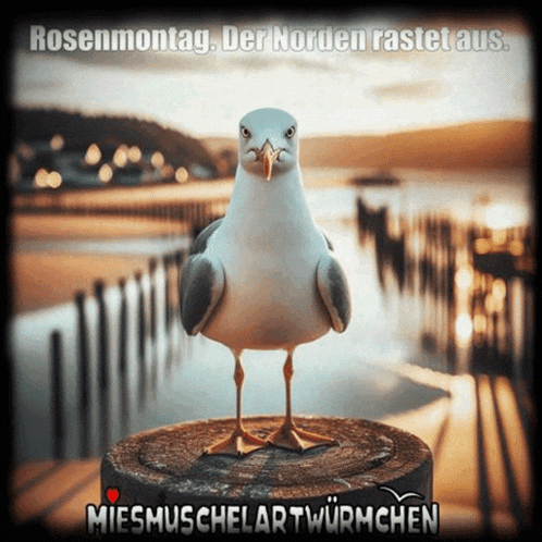 a seagull standing on a stump with the words rosenmontag der norden rastet aus written below it