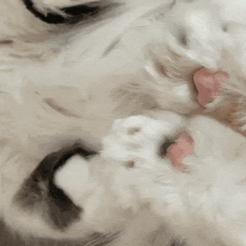a close up of a cat 's paw with its tongue hanging out