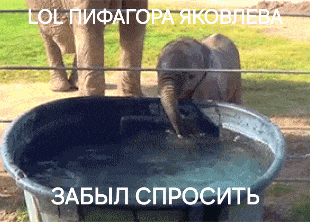a baby elephant drinking water from a bucket with a caption in russian