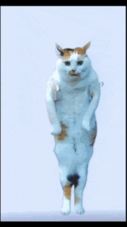 a calico cat with its arms outstretched