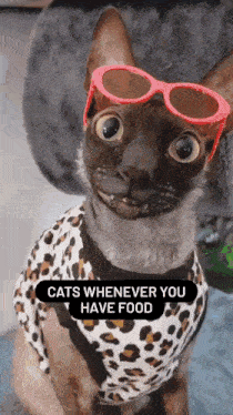 Cat Funny GIF - Cat Funny Animals GIFs