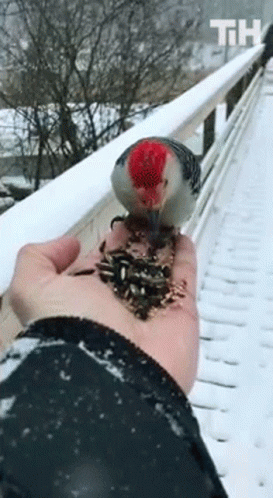 Bird This Is Happening GIF