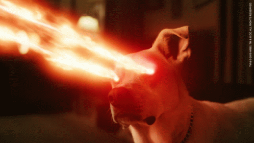 Lasers Dog GIF - Lasers Dog Super Powers GIFs