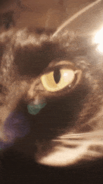 a close up of a cat 's eye with a yellow pupil